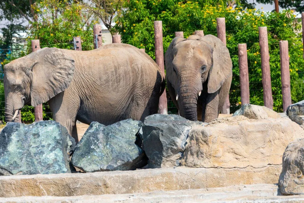 Dubai Safari Park Season 8 (2026) – Opening Date, Tickets, Things to Do & What to Expect